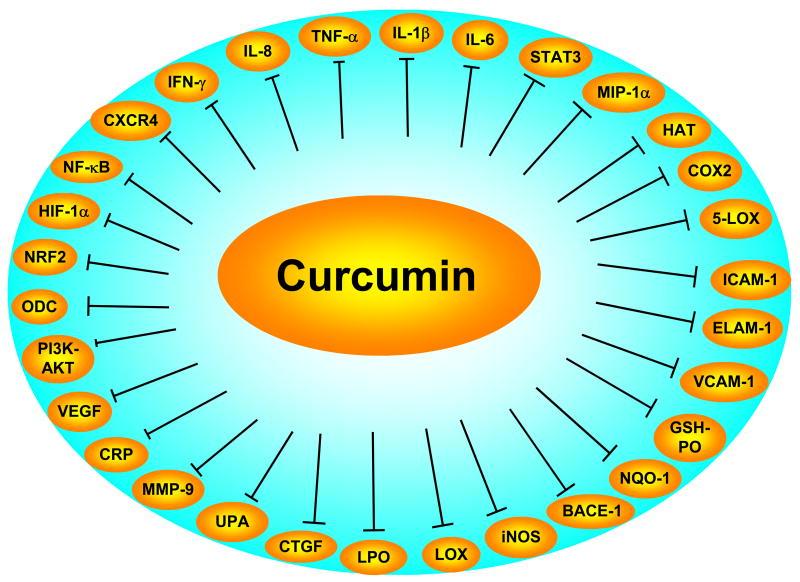 クルクミンの抗炎症作用を示す、脂肪シグナル伝達経路の図