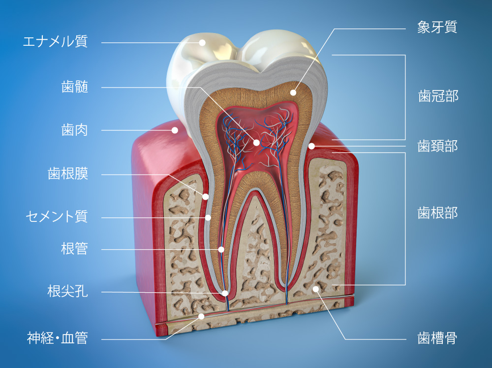 歯の断面図