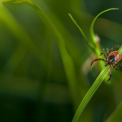 ライム病Lyme_ウェルネスクリニック神楽坂