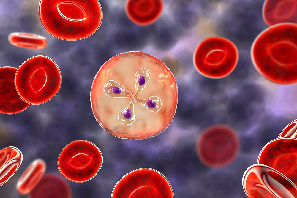 バベシア症　Babesia_ウェルネスクリニック神楽坂