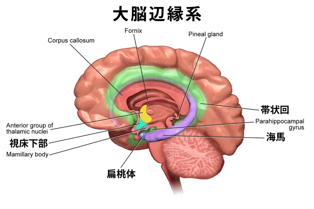 大脳辺縁系LimbicSystem_ウェルネスクリニック神楽坂