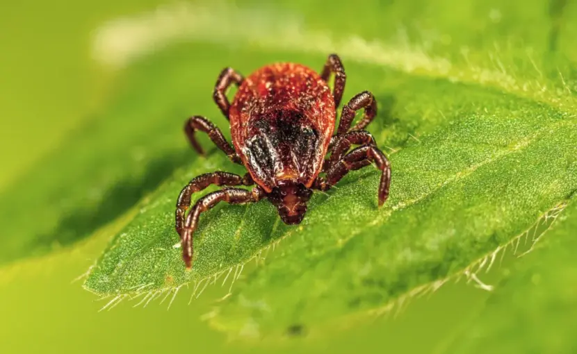 CDC/ Division of Vector-Borne Diseases Rickettsial Zoonoses Branch Creation Date: 2023